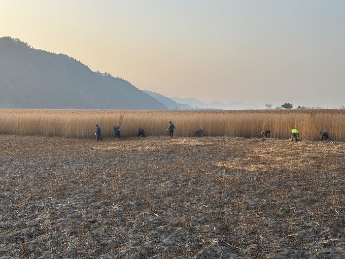 순천만, 주민과 함께 묵은갈대 베기....