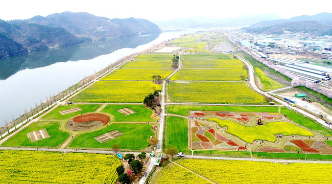 창녕군, 제21회 창녕낙동강유채축제 ...