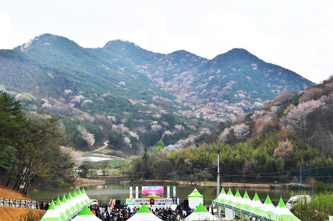 담양군, ‘제2회 금성면 고비산 산벚...