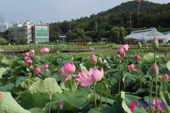 시흥 연꽃테마파크, 형형색색 연꽃 만...