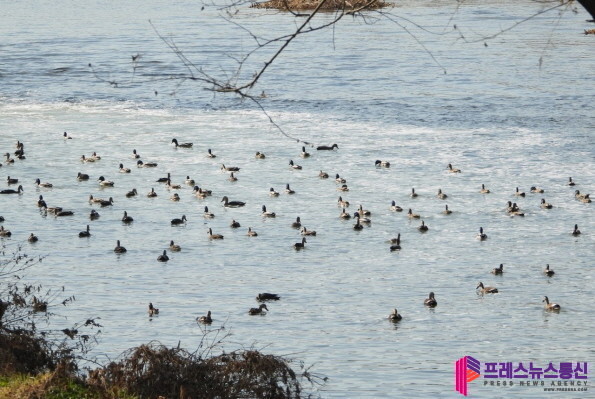 천연기념물 원앙 등 겨울 철새, 올해도 안양천 찾아와