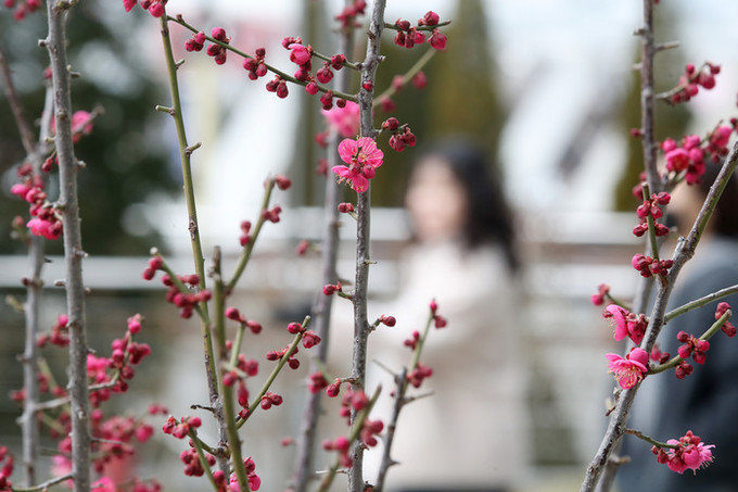 [오늘 날씨] '삼일절' 연휴 첫날, 낮 최고 17도 껑충… 평년보다 '따뜻'