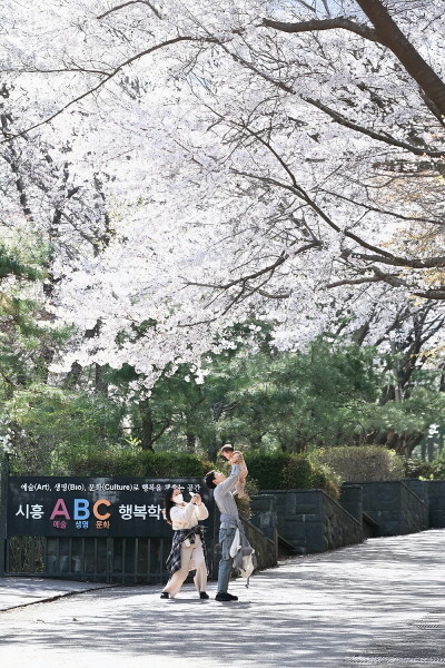 [포토뉴스] 벚꽃 비 내리는 시흥, 도심 곳곳 봄꽃 절정
