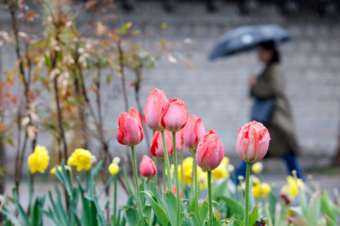 [오늘 날씨] 전국 곳곳에 봄비…초여름 더위 한풀 꺾여