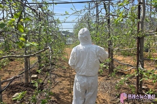 시흥시, 과수화상병 위기단계 ‘경계’ 대응. 농가신고제 운용ㆍ농가 자가예찰 당부